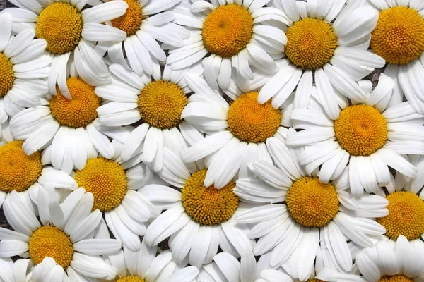 White fresh beautiful summer white daisy texture