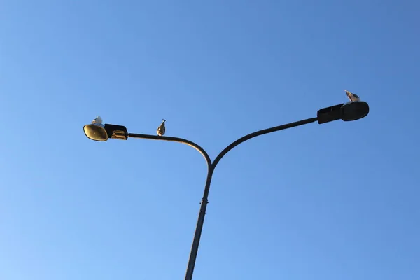 Gulls Rest Lamppost Beautiful Blue Background — Stock Photo, Image