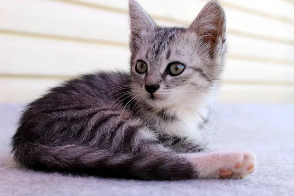 Den Lilla Grå Fina Lilla Kitty Lounged Golvet Och Ligger — Stockfoto