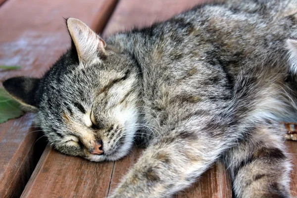 Серый Кот Лежит Полу Спит — стоковое фото