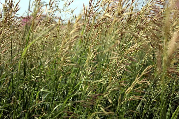 Dzikie Wysokie Tło Trawy Spikelets Trawy Polowe — Zdjęcie stockowe