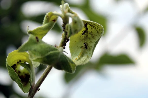 Aphid Colony Met Mieren Close Een Boomtak — Stockfoto