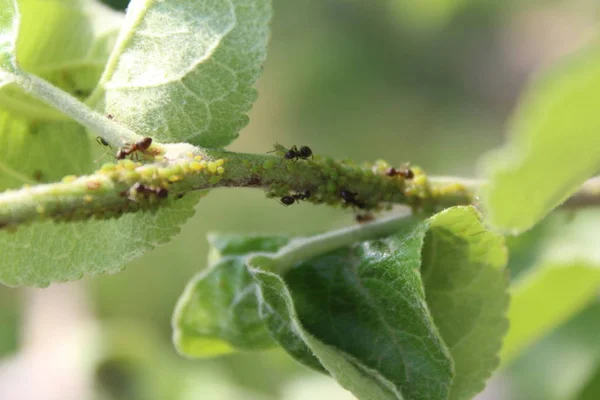 Aphid Colony Met Mieren Close Een Boomtak — Stockfoto