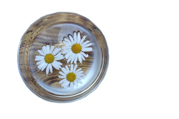 Απομονωμένο Διαφανές Φλιτζάνι Τσαγιού Λουλούδι Χαμομηλιού Θέα Από Πάνω — Φωτογραφία Αρχείου
