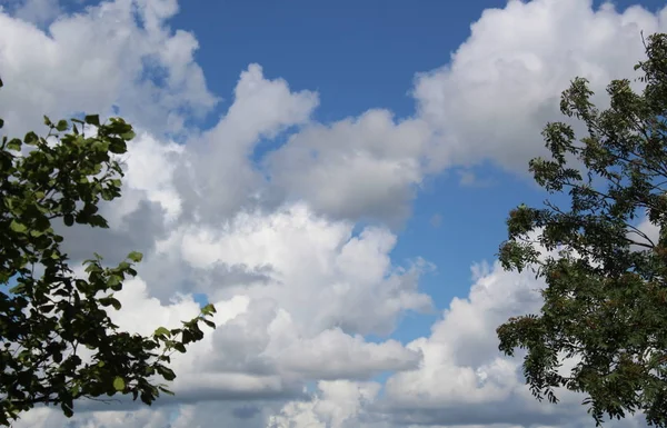 Sky Sok Fehér Felhők Fölött Erdei Fák Természet Szabadságkoncepció — Stock Fotó