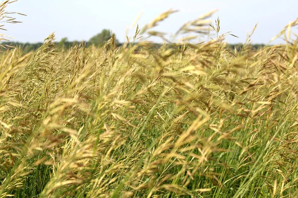 Vild Hög Gräs Bakgrund Spikelets Åker Gräs — Stockfoto