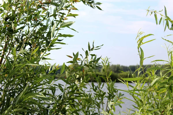 Весенний Пейзаж Видом Озеро Зеленой Травой Ветвями Солнечный День Природе — стоковое фото