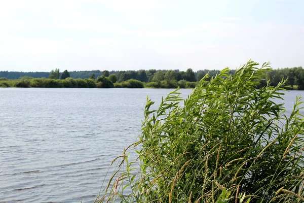 Paisaje Primaveral Con Vista Lago Con Hierba Verde Ramas Día — Foto de Stock