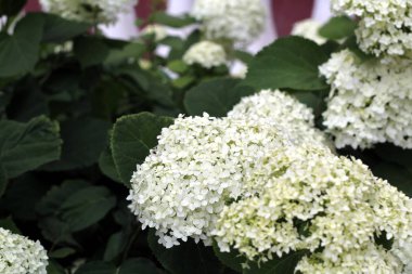 Yeşil yaprakları ile güzel çiçek ortanca beyaz. Latince adı ağaç ortanca.