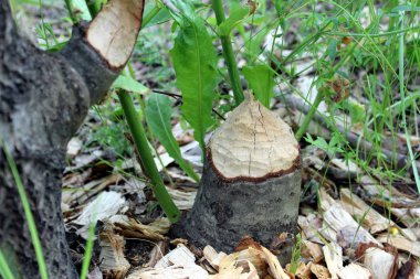 Kunduz tarafından ısırılan taze bir ağaç gövdesi. Göldeki ağaçlar ve bitki örtüsü.