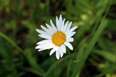 Yeşil arka plan closeup üzerinde beyaz papatyalar