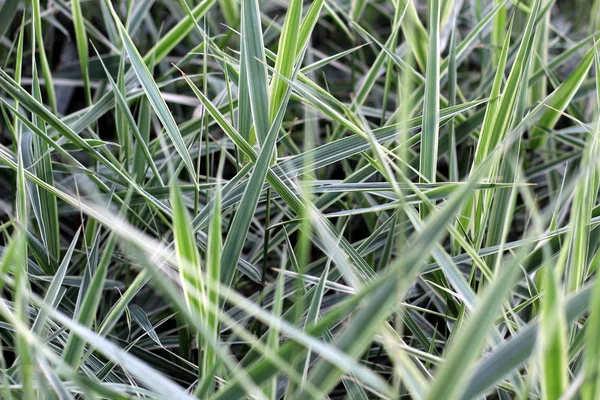 Зеленые Сочные Высокие Травинки Растения Белых Пампасов — стоковое фото