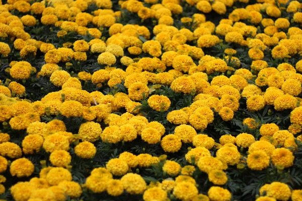 Een Mooie Bloem Van Gele Kleur Een Tropische Tuin Gele — Stockfoto