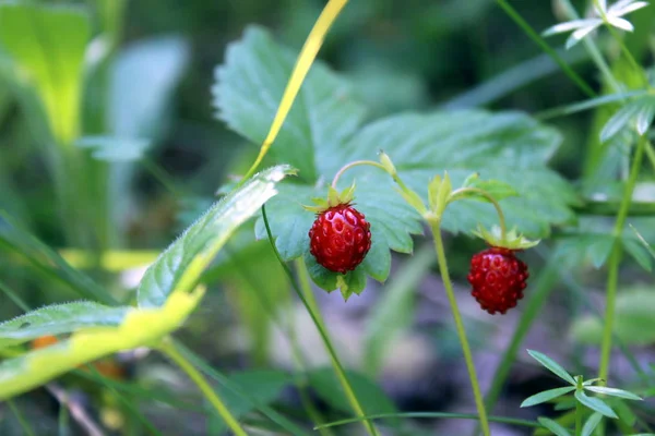 Red Wild Ripe Strawberries Growing Grass — Stock Photo, Image