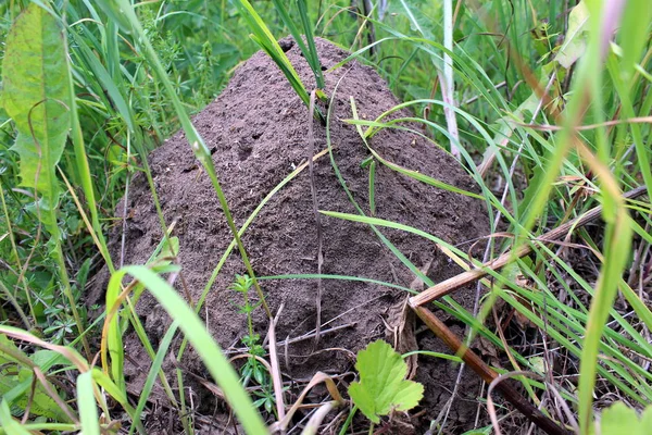 Grote Anthill Het Gras Gebouwd Door Mieren Close — Stockfoto