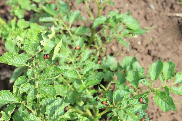 科罗拉多州马铃薯甲虫幼虫坐在土豆芽花 — 图库照片