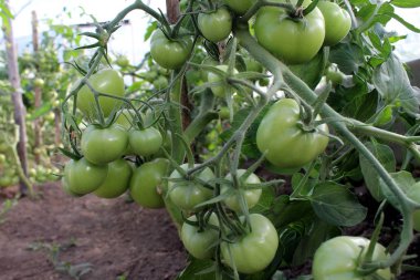 Yeşil domates bir serada bir çalı üzerinde yetişir