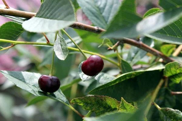 Imagen Bayas Frescas Verano Cereza Jugosa Madura Colgando Una Rama — Foto de Stock