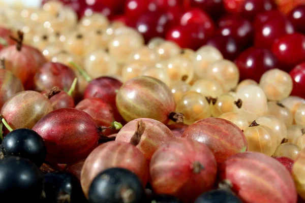 Bagas Frescas Cereja Groselha Espinhosa Groselha Forrada Com Uma Tira — Fotografia de Stock