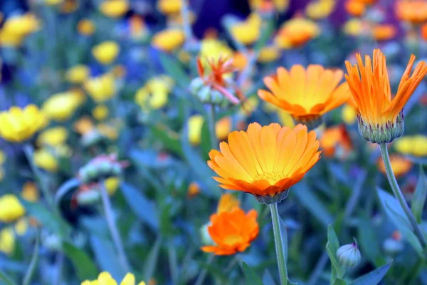 Blüten Der Orangefarbenen Ringelblume Heilpflanze Wächst Einem Sommertag — Stockfoto