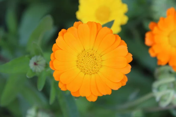 Blüten Der Orangefarbenen Ringelblume Heilpflanze Wächst Einem Sommertag — Stockfoto