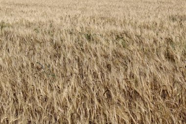 Güneşli bir yaz gününde buğday tarlası 