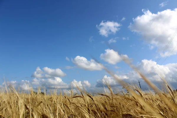 Vetefält Solig Sommardag — Stockfoto