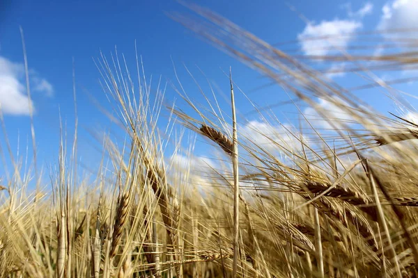 Campo Trigo Dia Ensolarado Verão — Fotografia de Stock