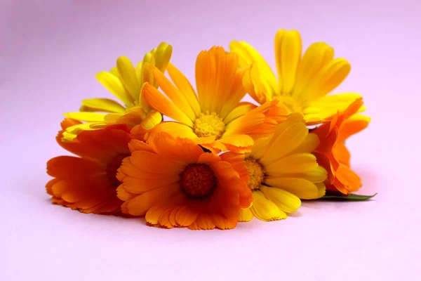 Tekstury Letnich Kwiatów Nagietka Leżą Różowej Powierzchni — Zdjęcie stockowe