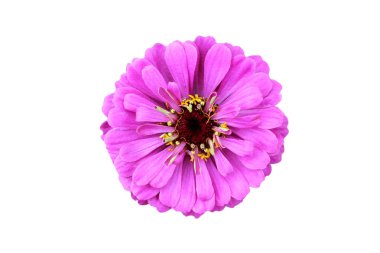 mor bir zinnia çiçek izole fotoğraf
