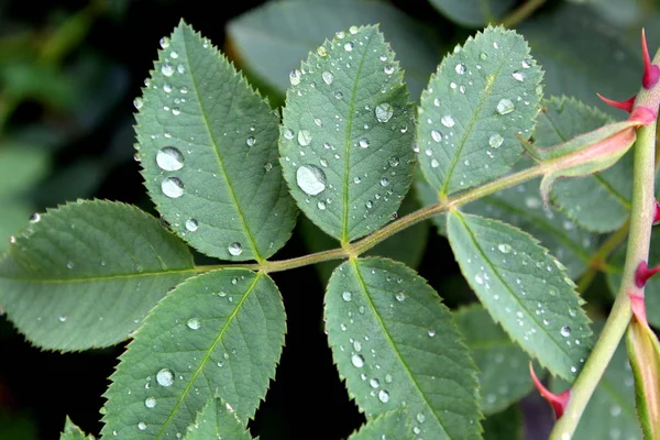 雨后在绿叶上的水滴 — 图库照片