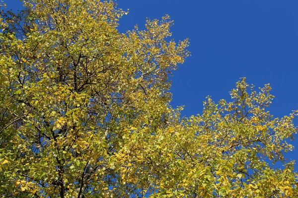 Gelbe Blätter Einem Baum Einem Sonnigen Herbsttag — Stockfoto