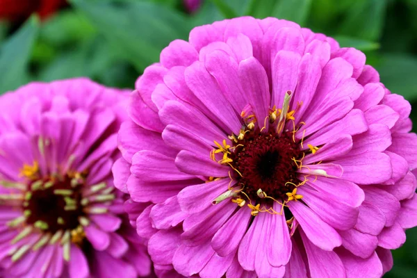 Purple Zinnia Flower Summer Garden — Stock Photo, Image