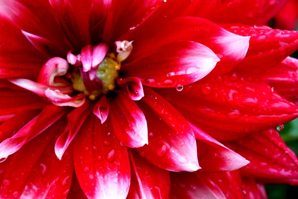 red geornin petals with drops of water