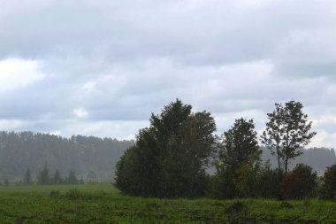 doğada bir yaz gününde şiddetli yağmur