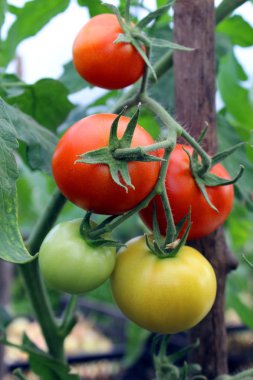 kırmızı olgun domates bir sera da bir çalı asmak