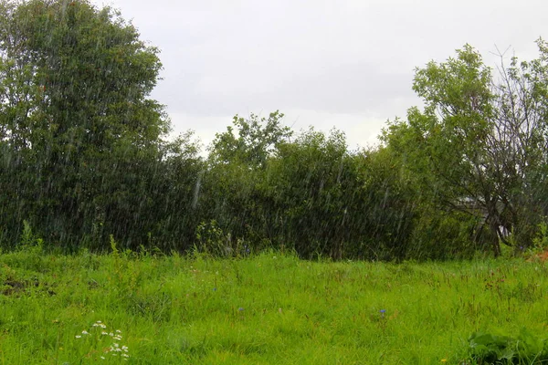自然界の夏の日に大雨 — ストック写真