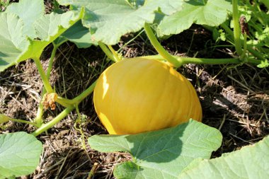 sarı kabak güneşte açık havada yetişir