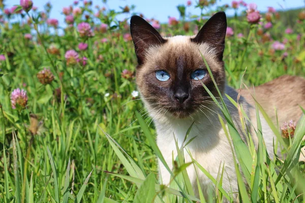 Сиамская Кошка Траве Сидит Смотрит — стоковое фото