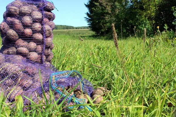 Une Récolte Fraîche Pommes Terre Sacs Une Est Tombée Est — Photo