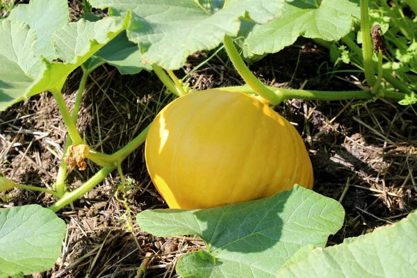 sarı kabak güneşte açık havada yetişir