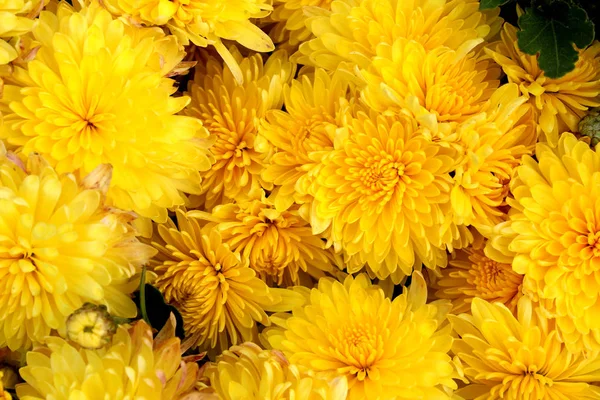 Texture Yellow Fresh Chrysanthemum Flowers — Stock Photo, Image