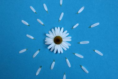 beyaz papatya çiçek dağınık yaprakları güneş kavramı ile mavi bir arka plan üzerinde yatıyor