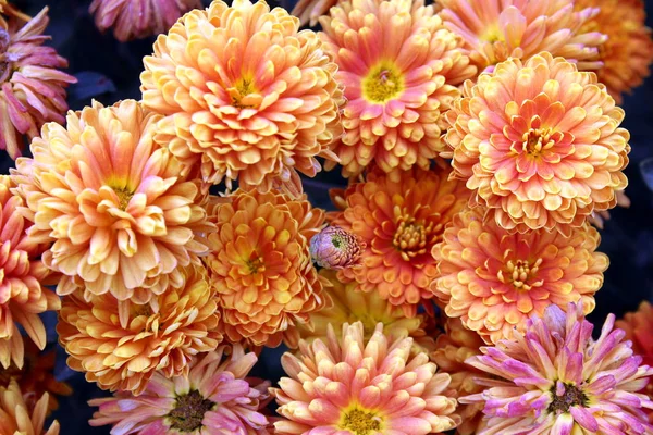 Texture Bouquet Freshly Picked Orange Chrysanthemum — Stock Photo, Image