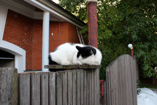Schwarz Weiße Katze Schläft Auf Einem Zaun — Stockfoto