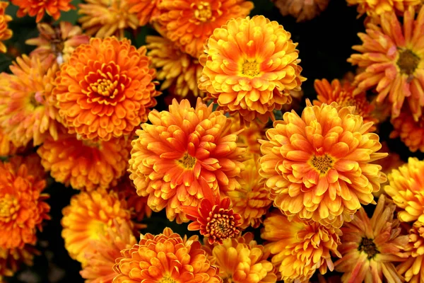 Texture Bouquet Freshly Picked Orange Chrysanthemum — Stock Photo, Image