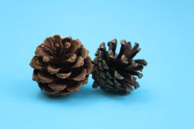 Mavi arka planda iki kozalak