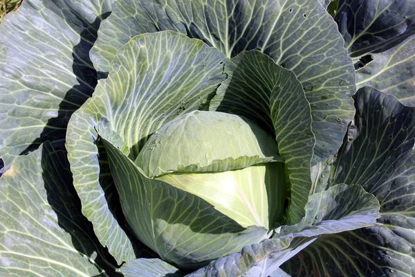 Sonbaharda güneşin altında lahana başı