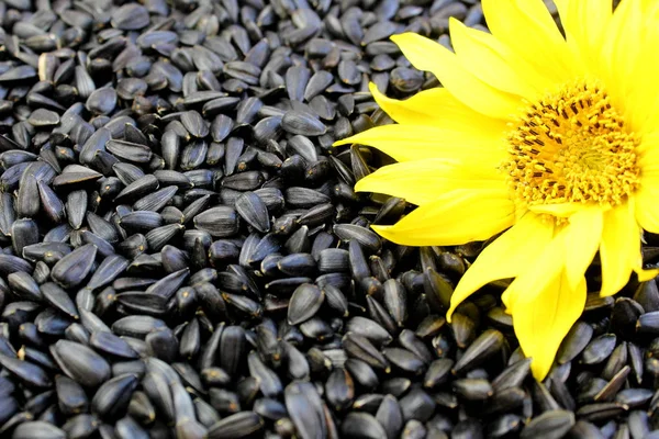 sarı çiçekli siyah ayçiçeği tohumları