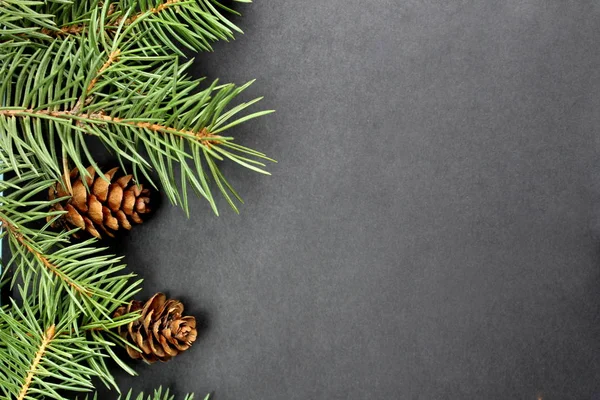 Külahlı ladin dalları siyah bir arkaplanda yatıyor.